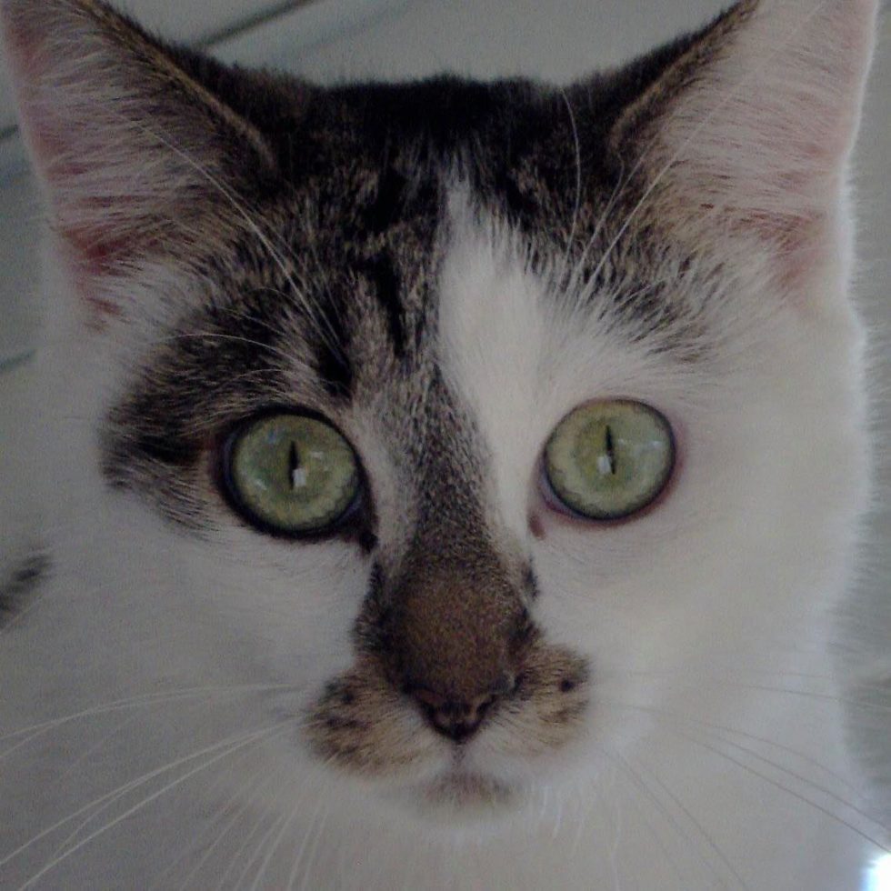 Liberty Animal Clinic Providing the very best in veterinary care.