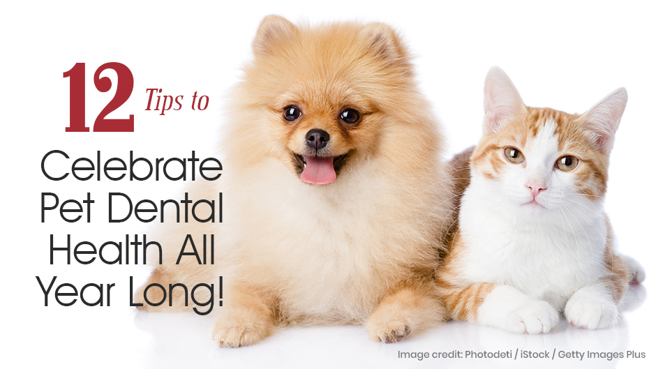 12 Tips to Celebrate Pet Dental Health All Year Long!