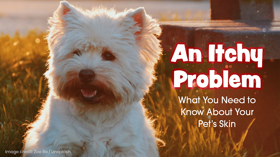 An Itchy Problem – What You Need to Know About Your Pet’s Skin